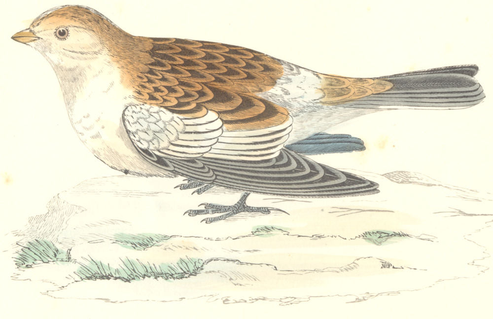 BIRDS. Snow Bunting. Found in Europe. USA (Morris) 1880 old antique print
